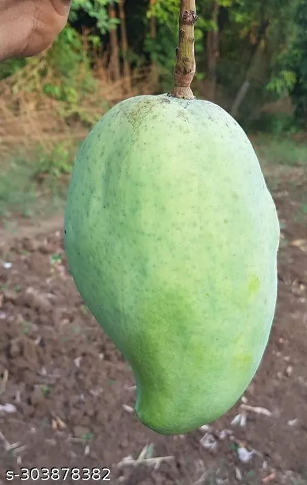 Noorjahan_Mango_Tree_Plant