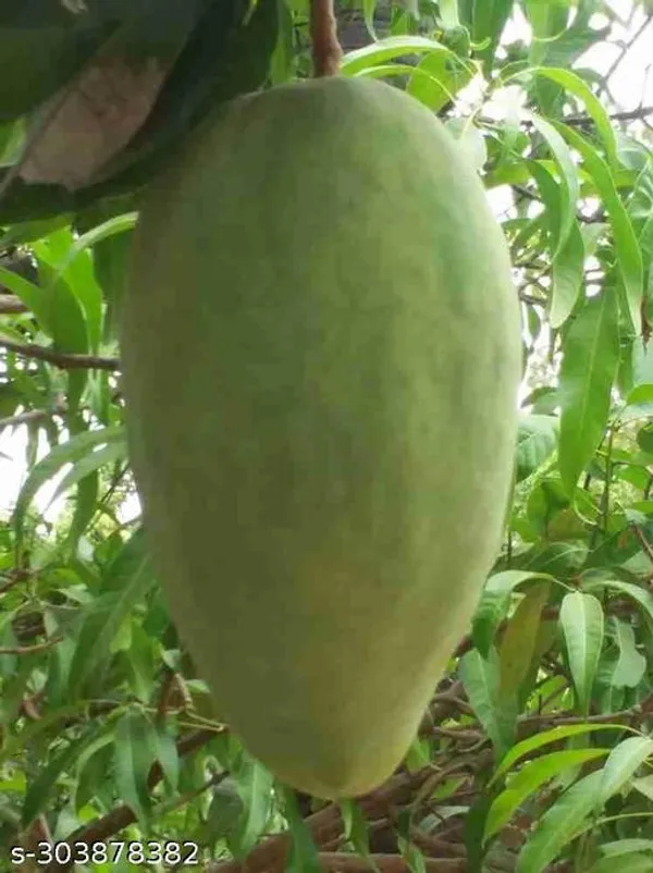 Noorjahan_Mango_Tree_Plant
