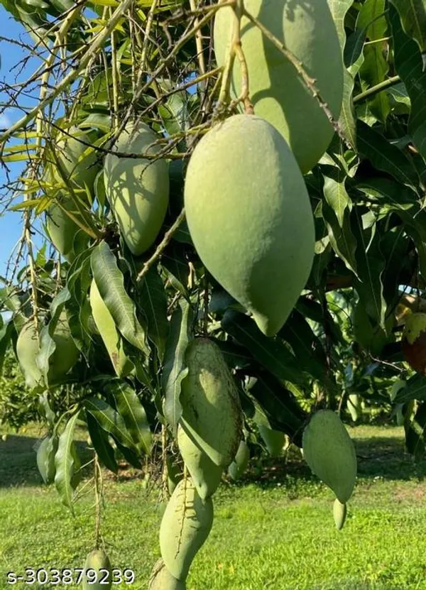 Nammai_Grafted_Mango_Tree_Plant