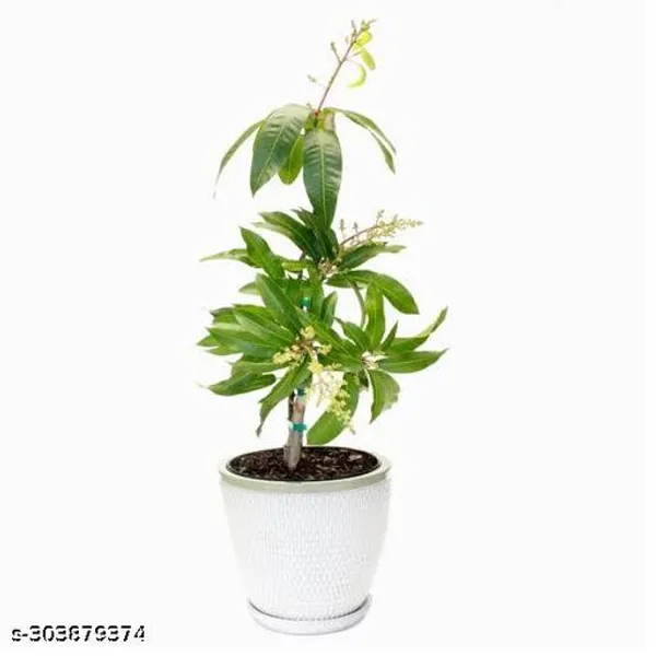 Sweet_Mallika_Mango_Tree_Plant_Grafted