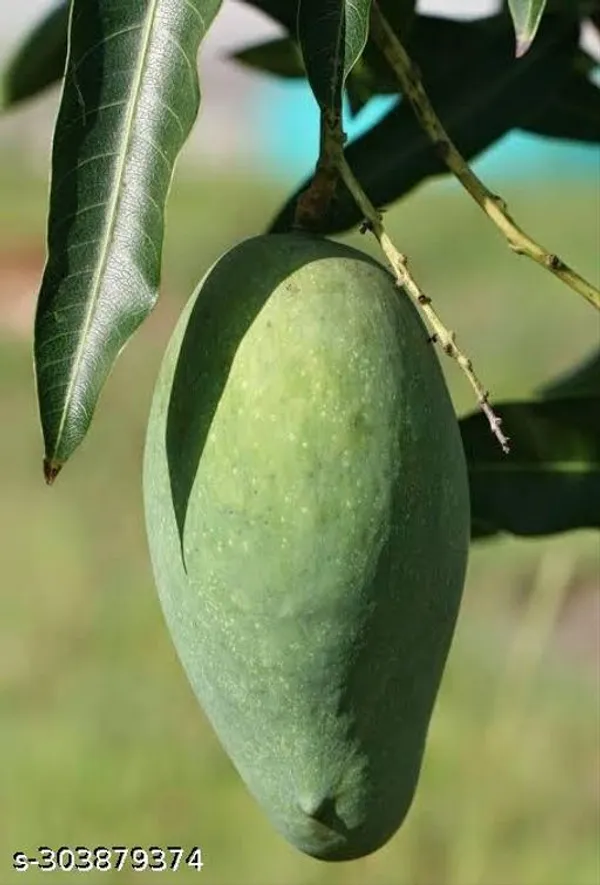 Sweet_Mallika_Mango_Tree_Plant_Grafted