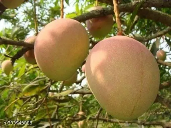 Red_Vanraj_Mango_Tree_Plant