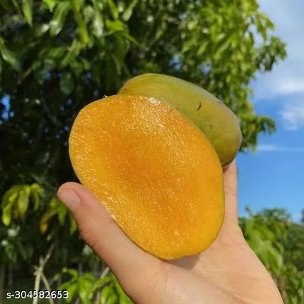 Best_Quality_Julie_Mango_Tree_Plant
