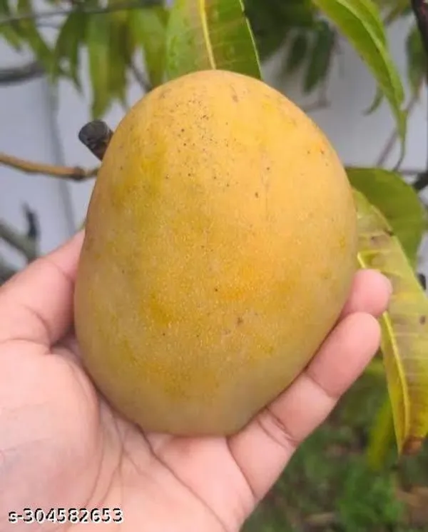 Best_Quality_Julie_Mango_Tree_Plant