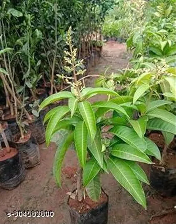 Bari4_Mango_Fruit_Plant