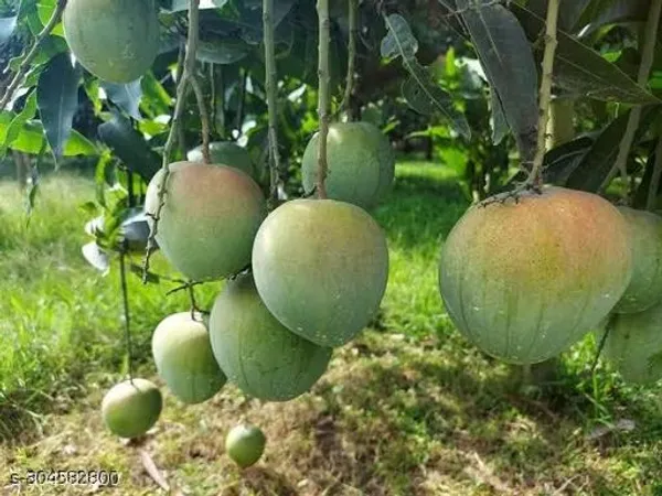 Bari4_Mango_Fruit_Plant