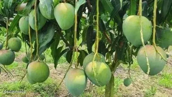 Bari4_Mango_Fruit_Plant