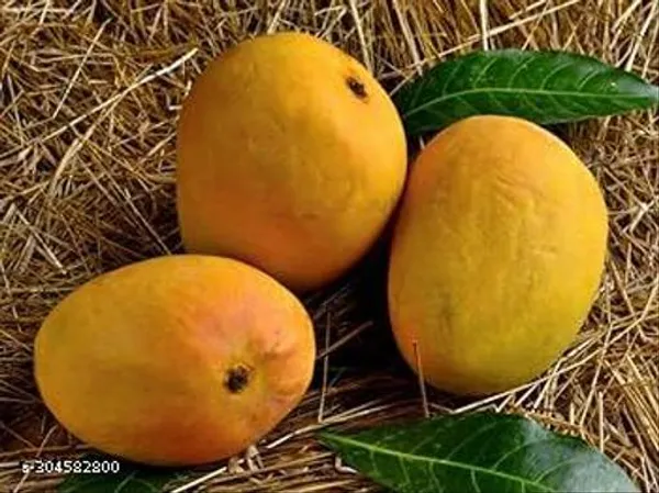 Bari4_Mango_Fruit_Plant