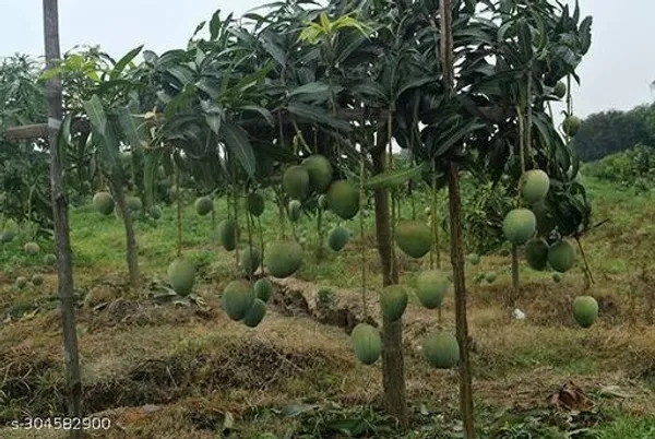 Bari_Mango_Tree_Plant