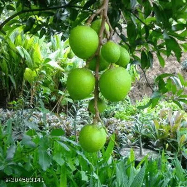 Punasa_Mango_Tree_Plant