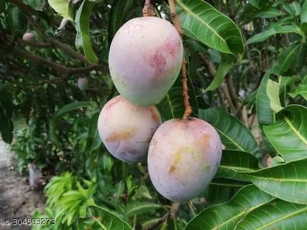 Best_Quality_Panchumi_Mango_Tree_Plant