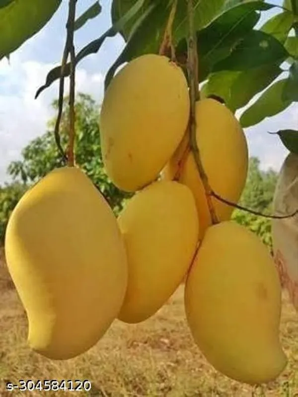 Best_Quality_Alphonso_Mango_Tree_Plant
