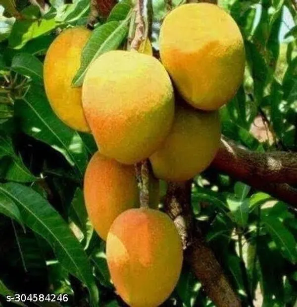 Best_Quality_Jardalu_Mango_Tree_Plant