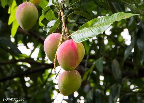Best_Quality_Yellow_Mango_Tree_Plant