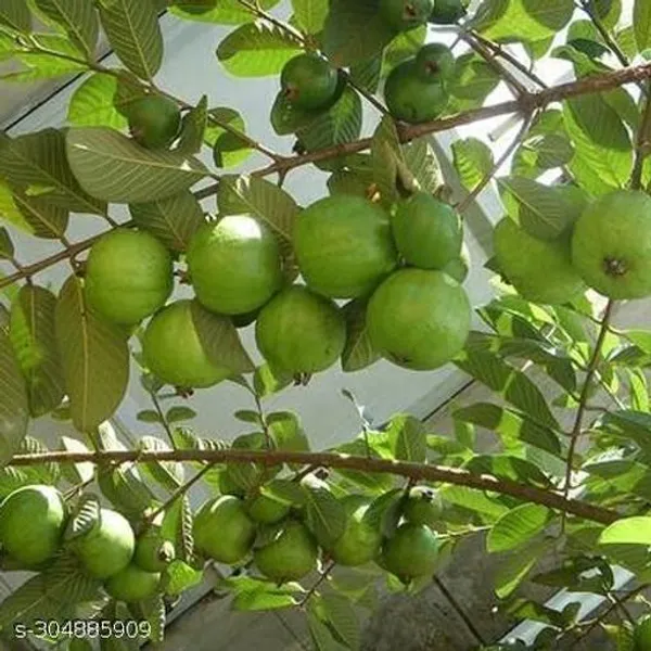 L_49_Hybrid_Piyara_Guava_Fruit_Plant