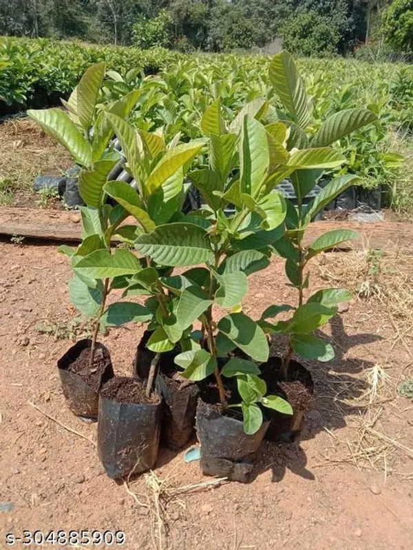 L_49_Hybrid_Piyara_Guava_Fruit_Plant