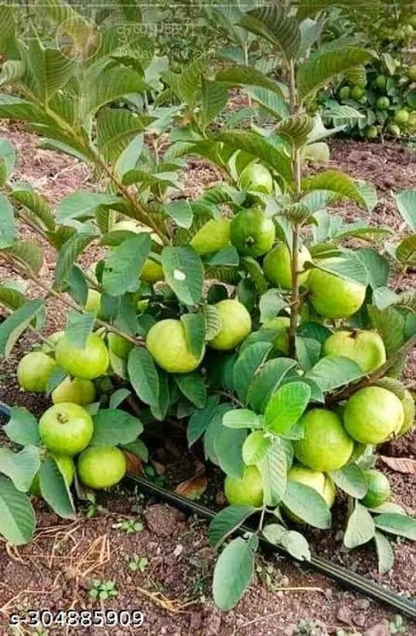 L_49_Hybrid_Piyara_Guava_Fruit_Plant