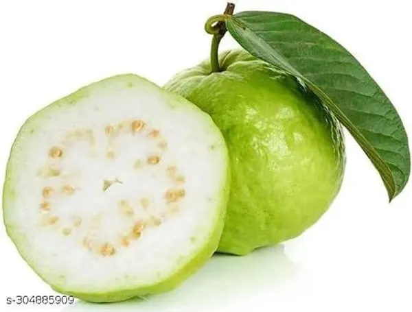 L_49_Hybrid_Piyara_Guava_Fruit_Plant