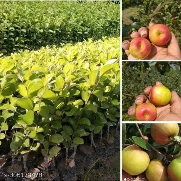 Best_Quality_Grafted_Red_Hybrid_Ber_Kul_Plant