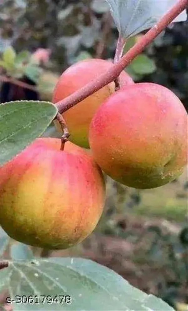 Best_Quality_Grafted_Red_Hybrid_Ber_Kul_Plant