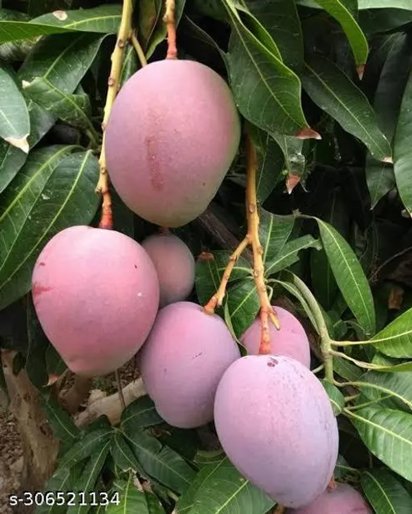 Chandara_Mango_Fruit_Tree_Plant