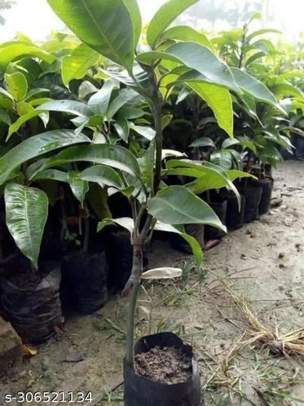 Chandara_Mango_Fruit_Tree_Plant