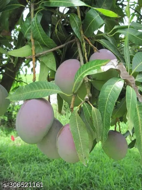 Chadni_Mango_Tree_Plant