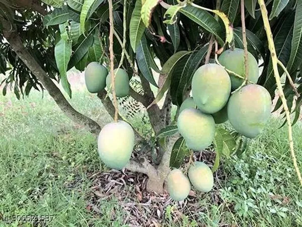 Laxmanbhoga_Mango_Tree_Plant