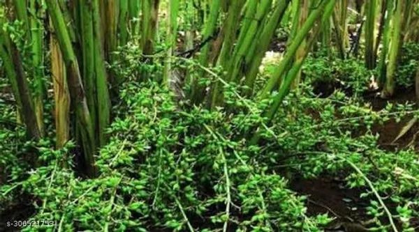 Special_Category_Elachi_Plant_Cardamom_Plant