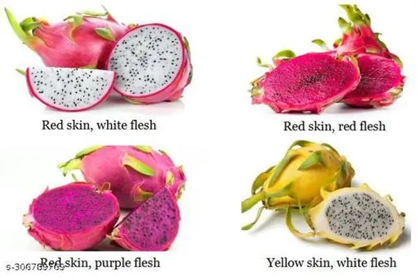 Dragon_Fruit_Plant_Combo_Pack_Of_3