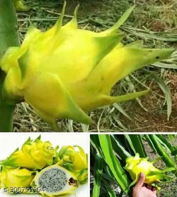 Yellow_Dragon_Fruit_Plant_Combo_Pack_Of_3
