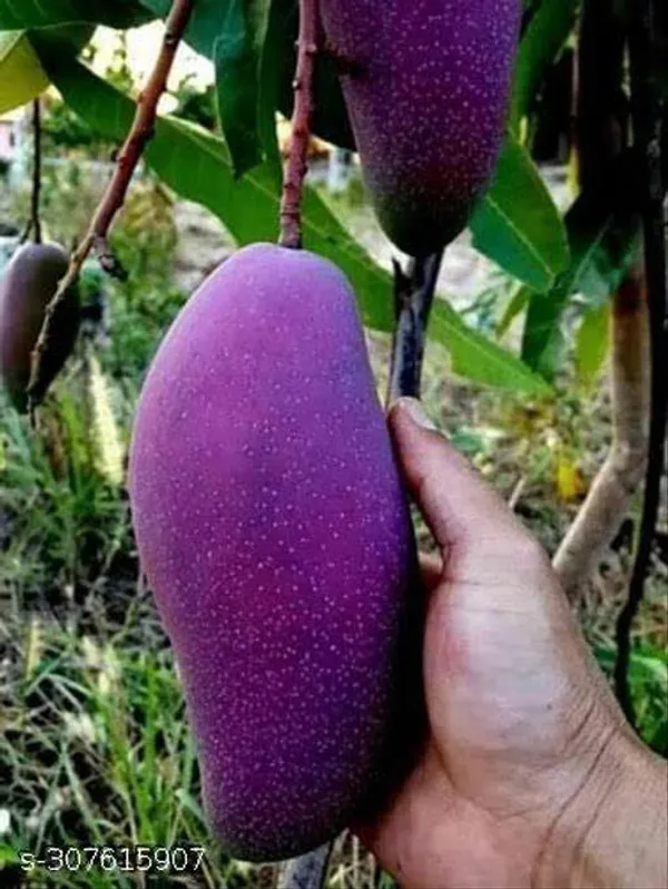Grafted_Pelmer_Mango_Tree_Plant