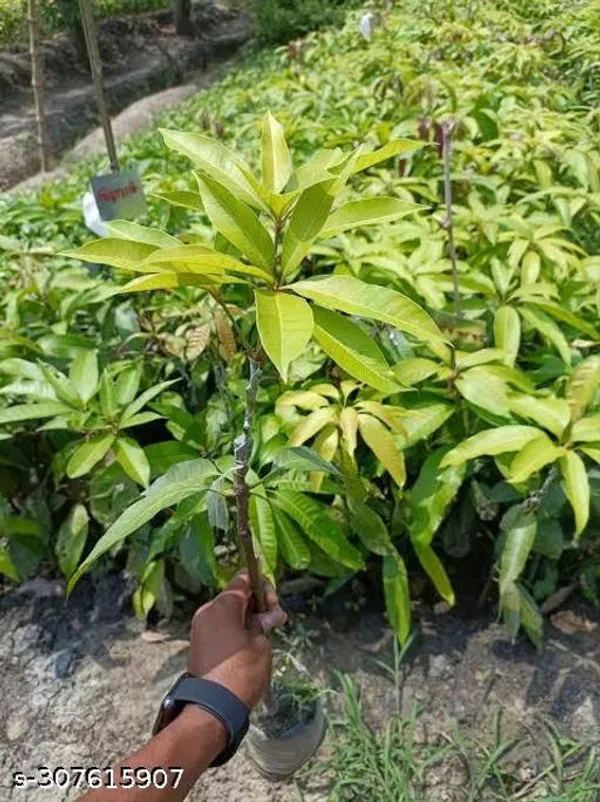 Grafted_Pelmer_Mango_Tree_Plant