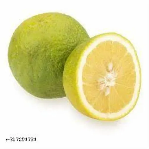 All_Time_Lemon_Plant_Hybrid