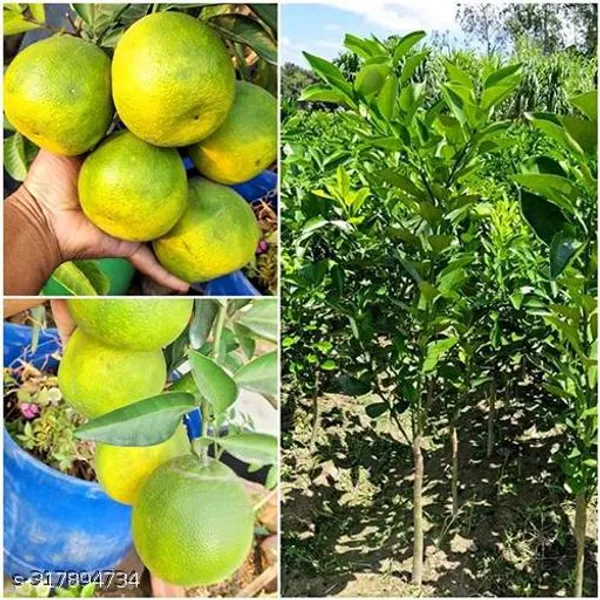 All_Time_Lemon_Plant_Hybrid