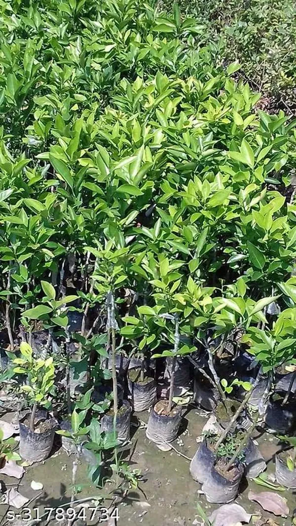 All_Time_Lemon_Plant_Hybrid