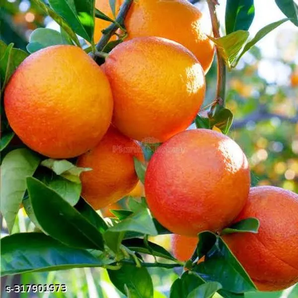 Red_Malta_Lemon_Fruit_Plant