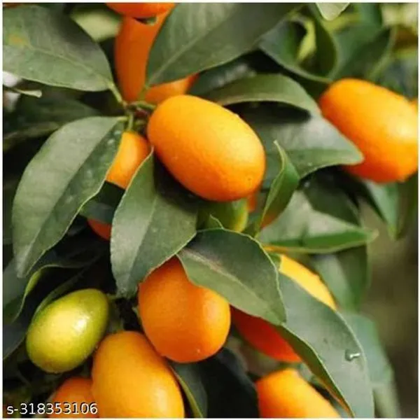 Sweet_Lemon_Fruit_Plant