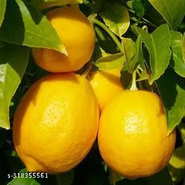 Bearss_Lemon_Tree_Plant