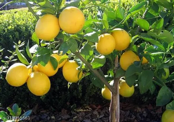 Bearss_Lemon_Tree_Plant