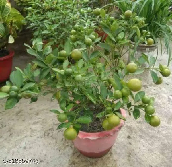 All_Time_Lemon_Fruit_Plant