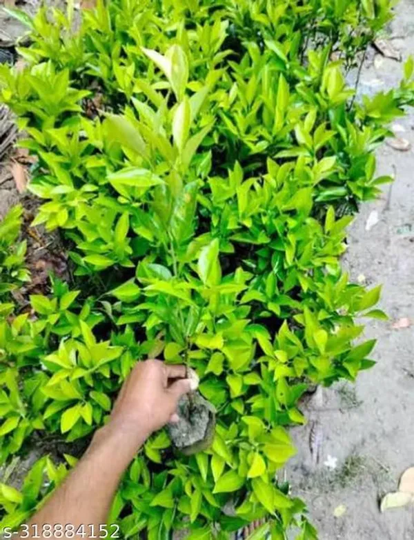 Nagpur_Mandarin_Orange_All_Time_Variety_Grafted_Santra_Fruit_Plants_Tree_1_1_5_Ft_Size