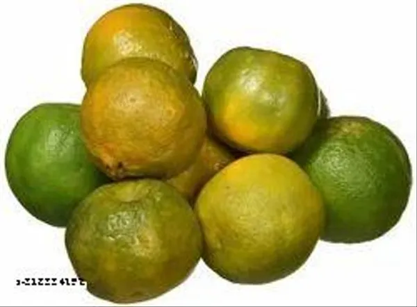 Nagpur_Mandarin_Orange_All_Time_Variety_Grafted_Santra_Fruit_Plants_Tree_1_1_5_Ft_Size