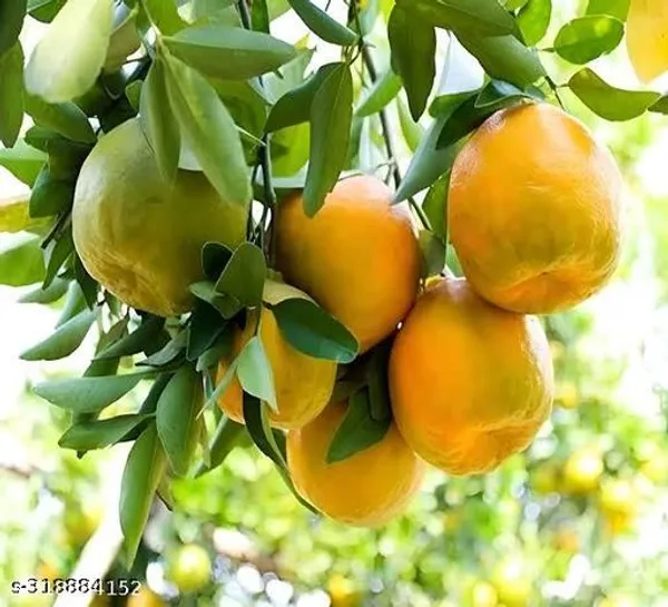 Nagpur_Mandarin_Orange_All_Time_Variety_Grafted_Santra_Fruit_Plants_Tree_1_1_5_Ft_Size