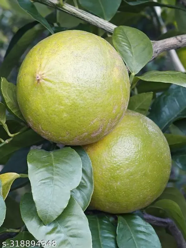 Sweet_All_Time_Malta_Lemon_Fruit_Plant