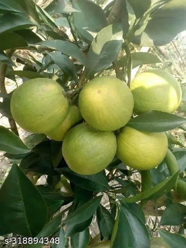 Sweet_All_Time_Malta_Lemon_Fruit_Plant