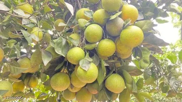 Malta_Mosambi_Fruits_Plant_Tree