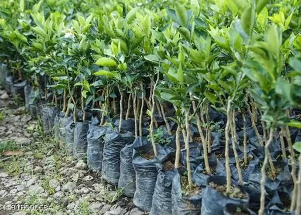 Malta_Mosambi_Fruits_Plant_Tree