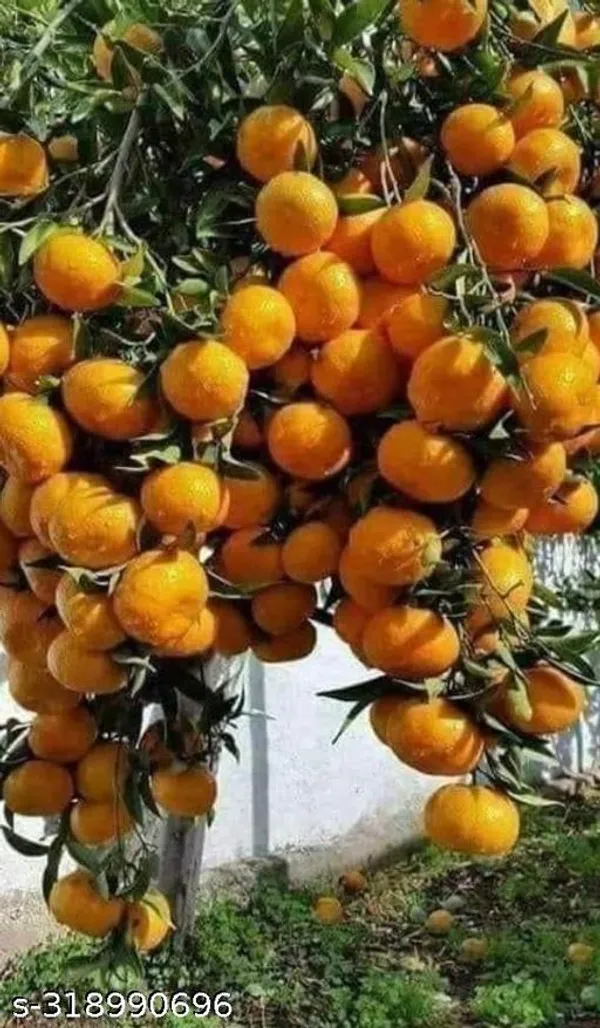 Orange_Hybrid_Plant