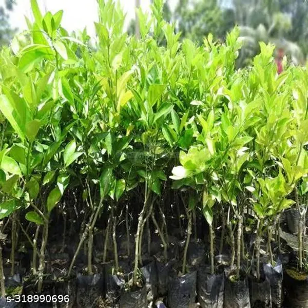 Orange_Hybrid_Plant